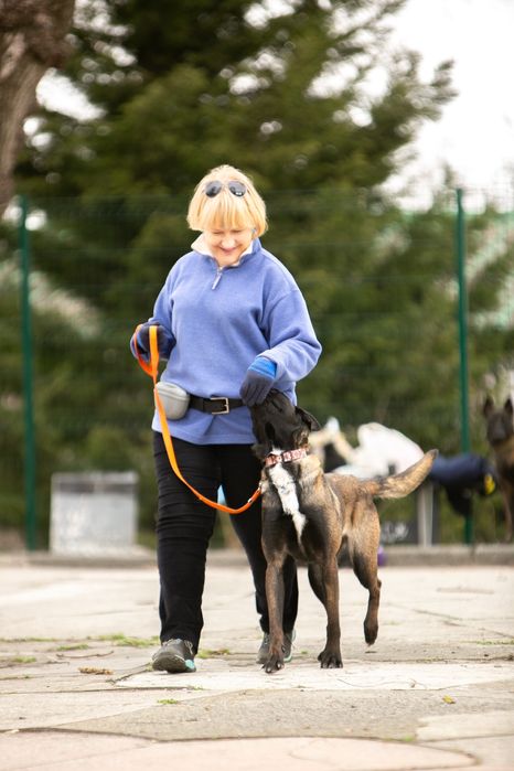 Дресирування собак ( кінолог , хендлер)