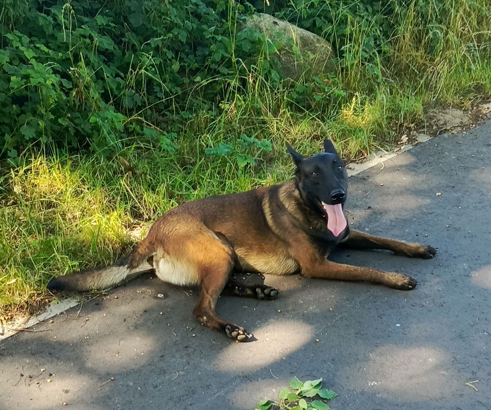 Owczarek belgijski malinois fci