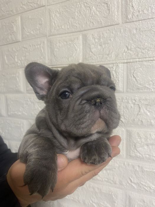 Французький бульдог міні Біг Роб