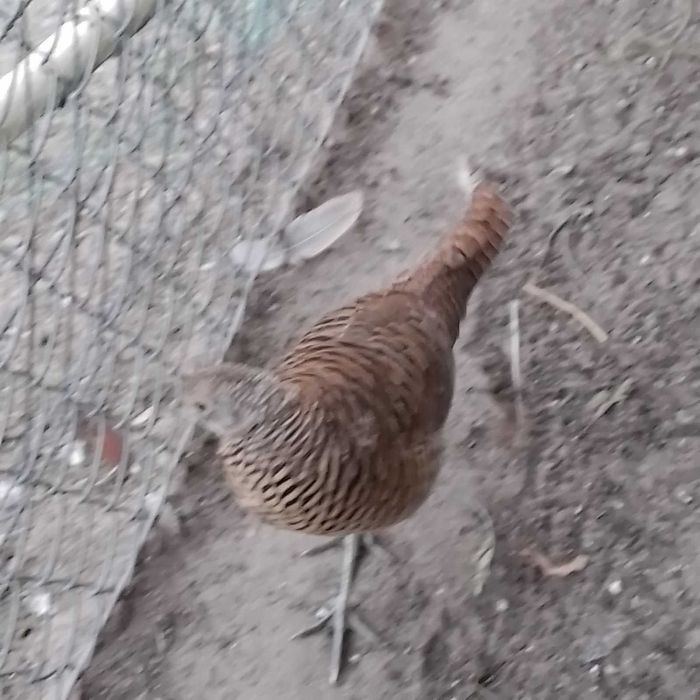 Bazanty ozdobne Młode Diamentowe