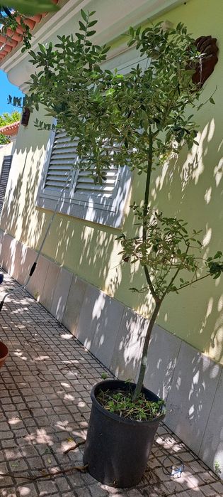 Oliveiras de jardim