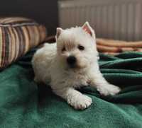 West highland white terrier - szczeniak