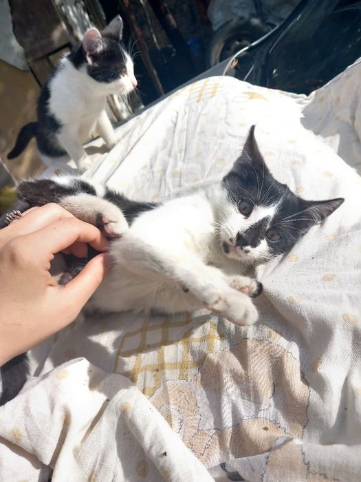 Oddam w dobre ręce koty