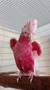 Casal Cacatuas galah