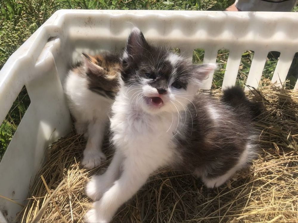 Дарую кошеня хлопчики