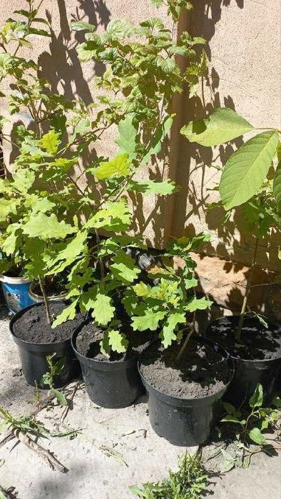 Продам орех,дуб, клен, иву, тую, юкку мяту, жасмин, форзицию, калину.