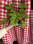 Geranium anginka