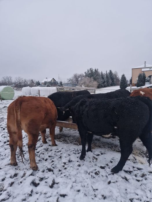 Jałówki do zacielenia