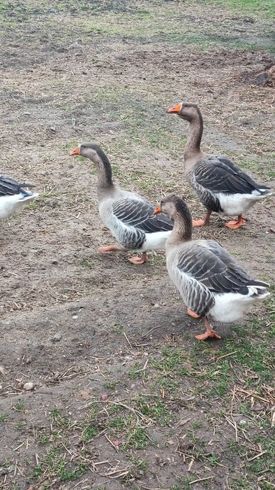 Kaczki czekoladowe i Gęsi Landes