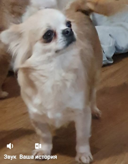 Девочка длинношерстная чихуахуа