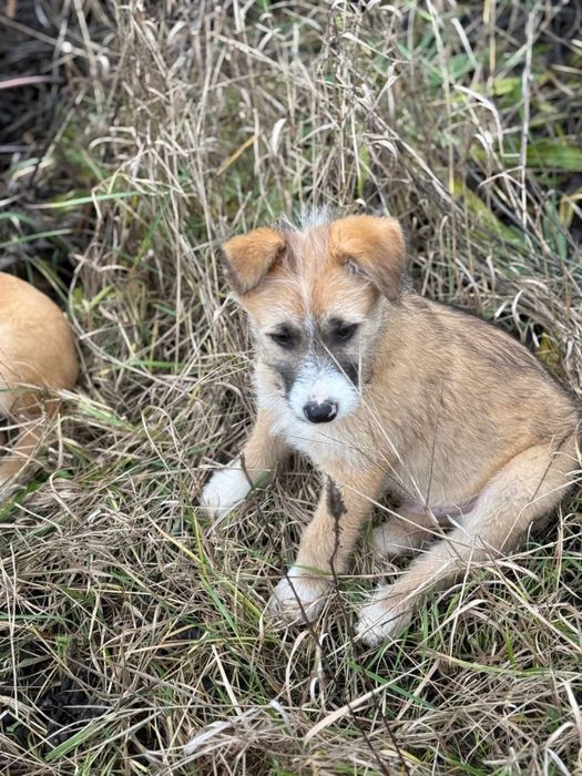 Цуценя в сімʼю!!!малі на вулиці