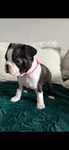 BOSTON TERRIER z rodowodem gotowe do rezerwacji po ojcu FCI