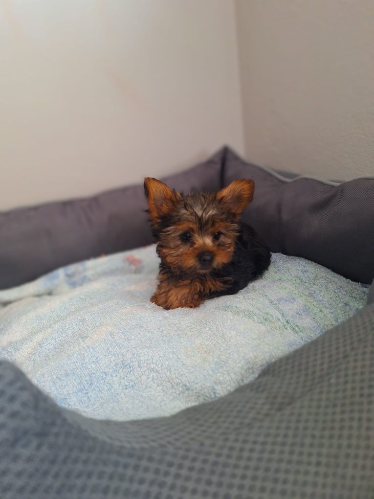 Yorkshire  terrier  fêmea