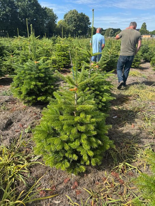 Jodła Kaukaska rosnąca w donicy 10L, TYLKO HURT