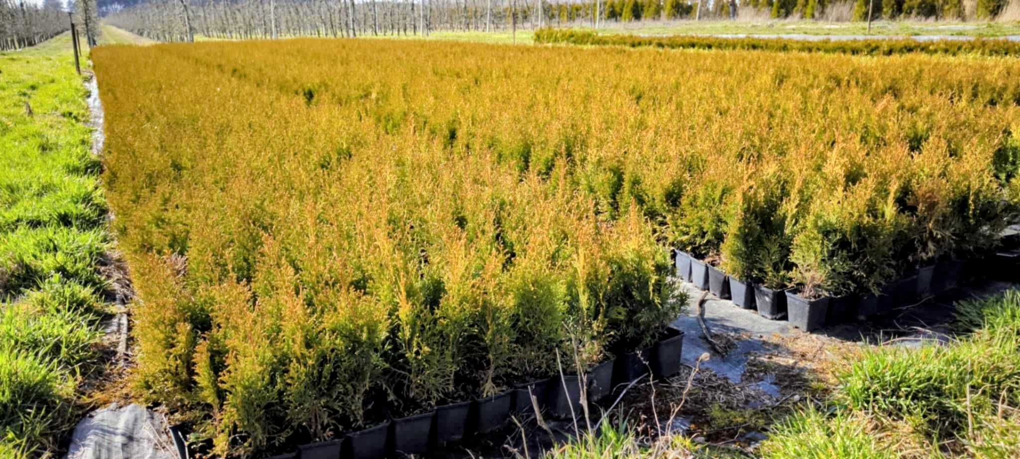 Thuja Szmaragd w doniczce P9