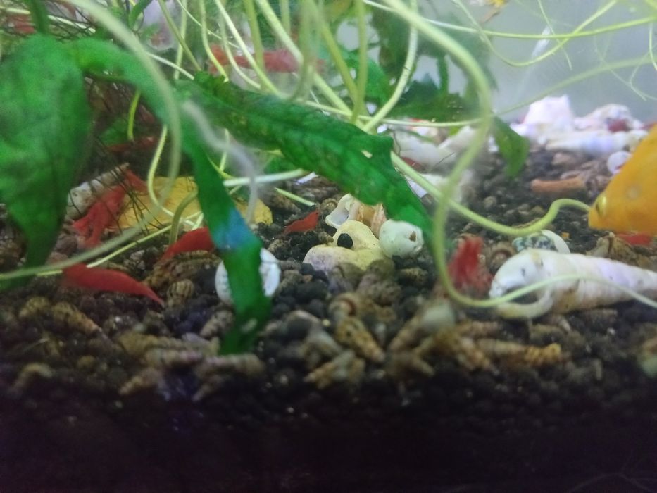 Peixes molly e guppies  de 5-10 mm  e camarão neocardina e buzios