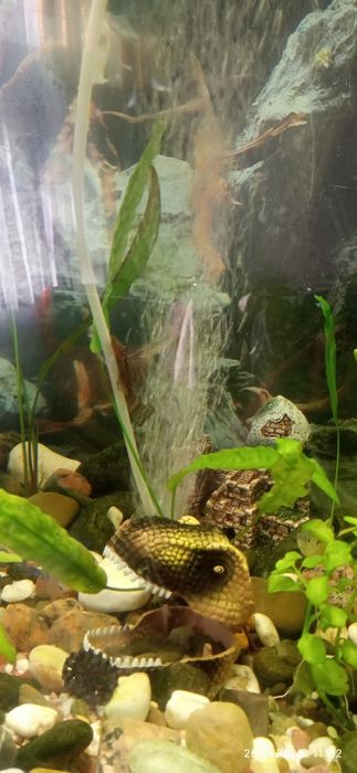 Продам авкааріум