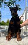 Doberman szczeniak do odbioru