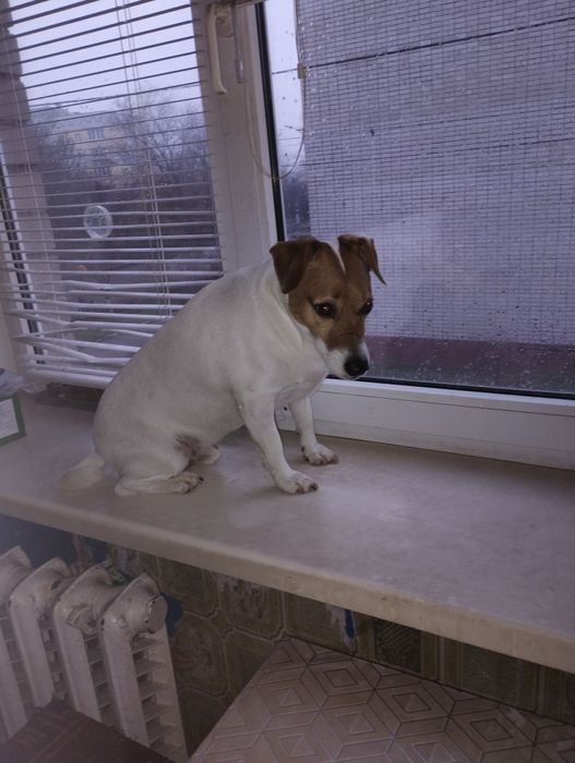 Віддам в добрі руки друга