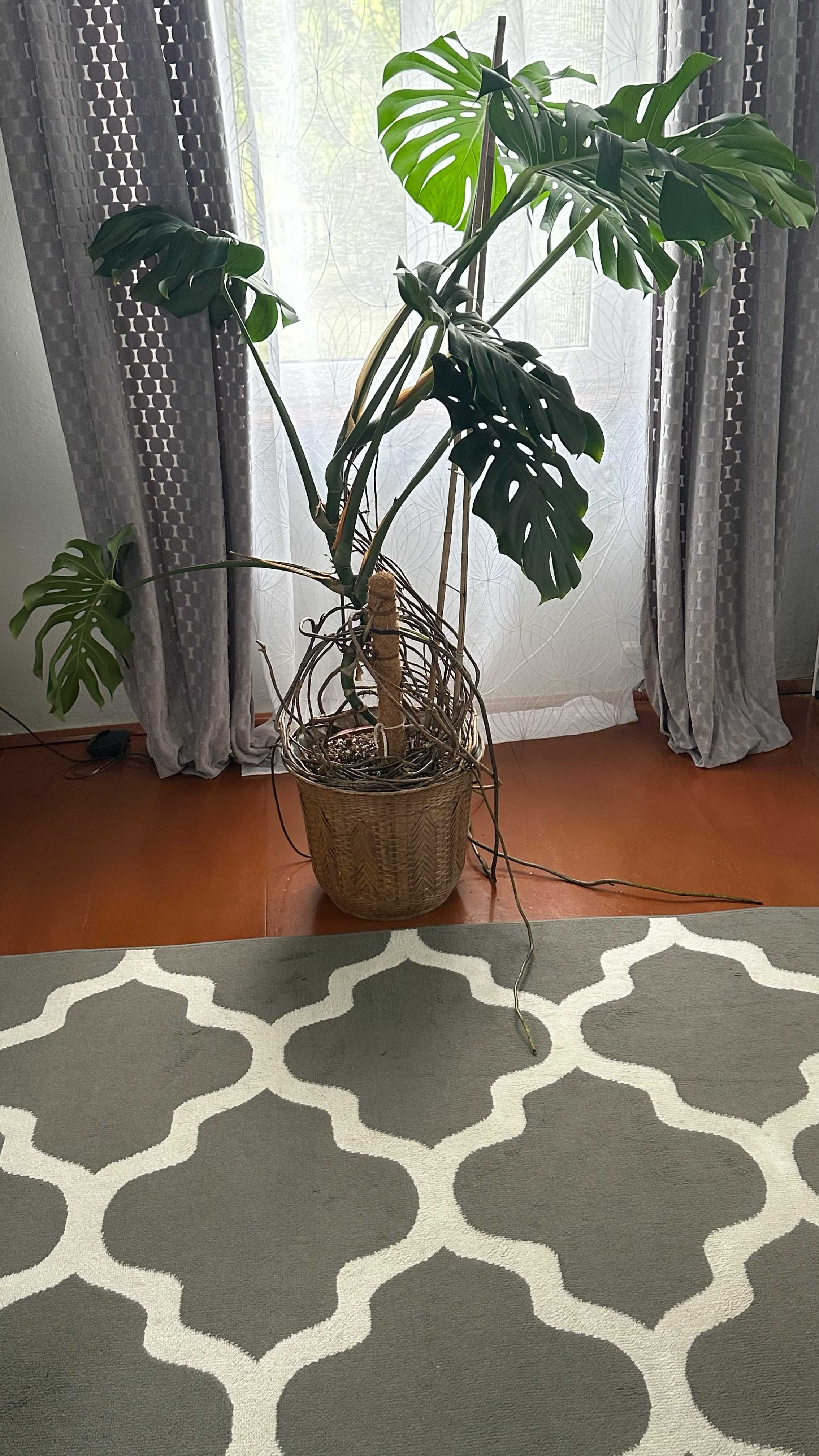 Monstera, piękna duży kwiat