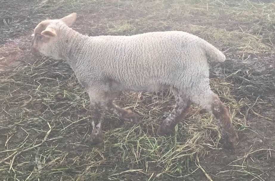 Vendo borregos merino cruzado