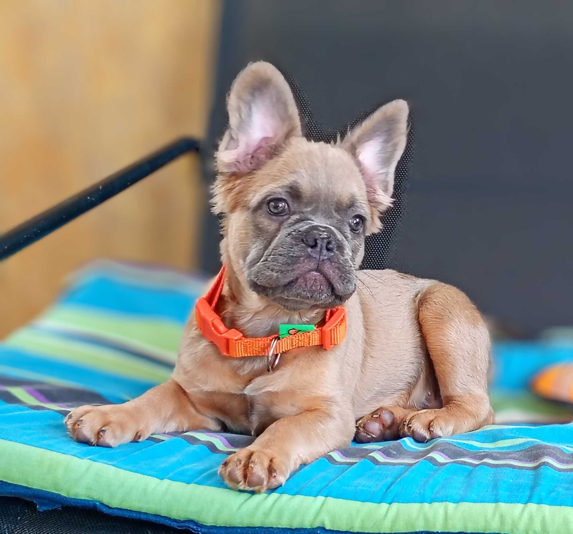 French Bulldog flaffi maco