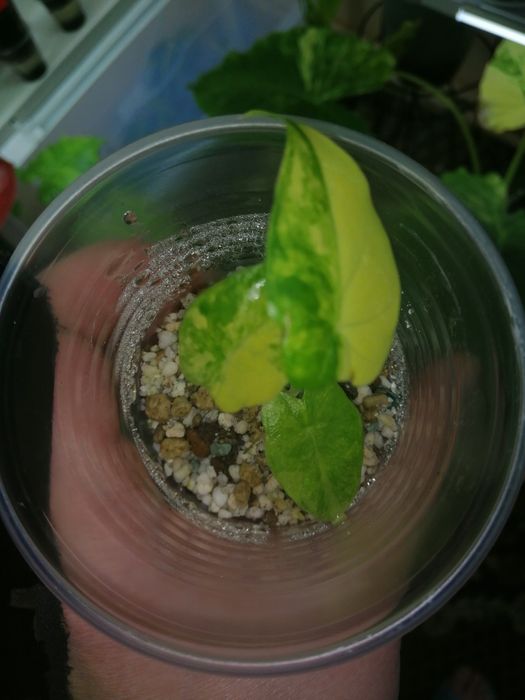 Алоказия одора голд вар