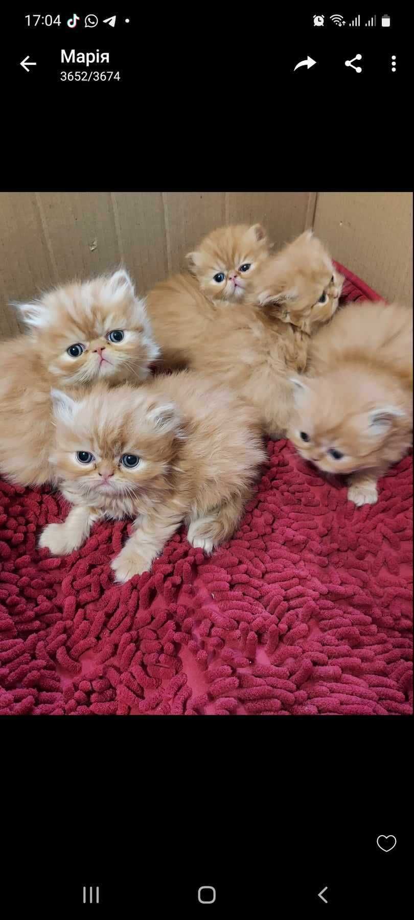 Персидські кошенята