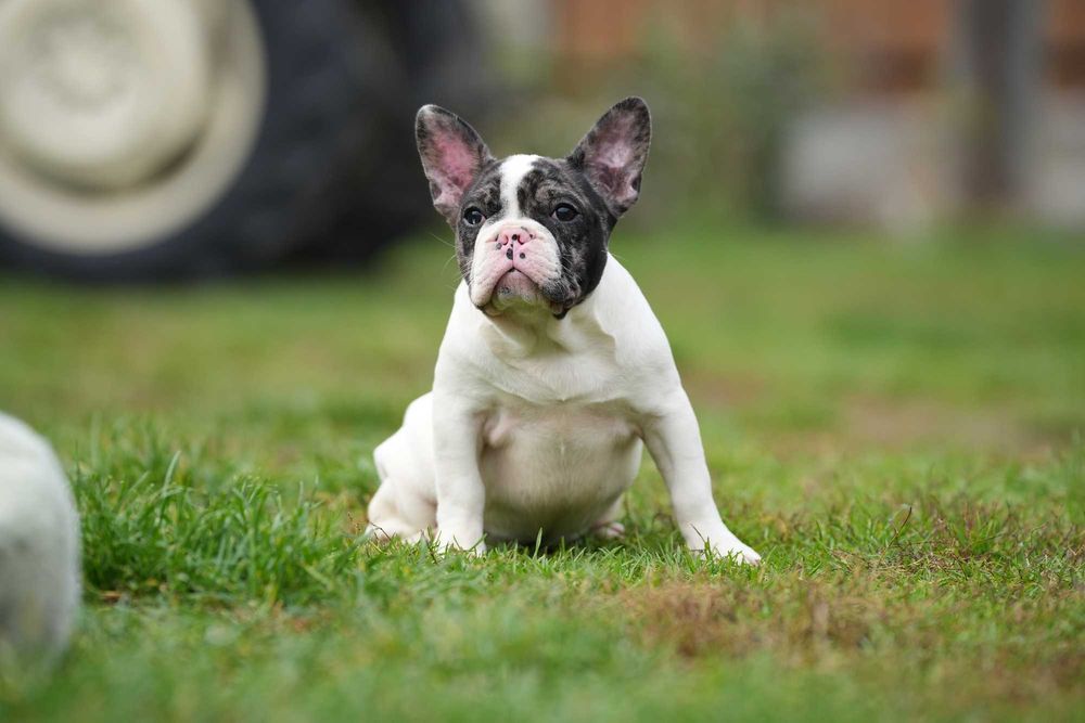 Buldog Francuski Suczka