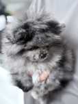 Pomeranian merle unikatowa suczka