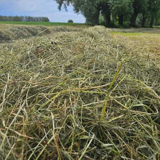 Siano łąkowe, majowe naturalne 2 kg - świnka morska
