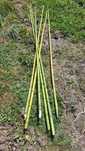 Molho de 6 Canas de Bambu 2,20 m