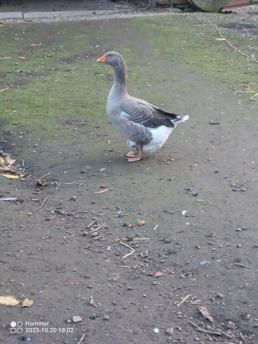 Indyczki, gęsi kaczki staropolskie króliki