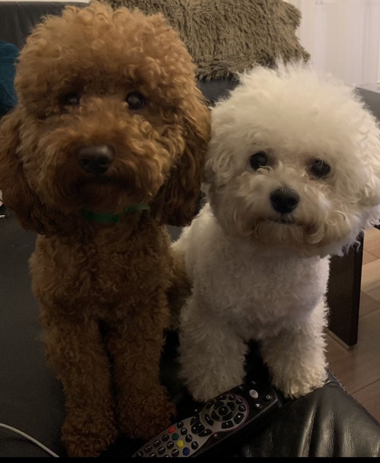 Poochon/bichpoo/bichon frise/pudel