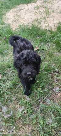 szczeniak labradoodle plus metryka