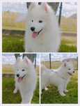 Szczeniaczek Samoyed ostatni piesek gotowy do odbioru