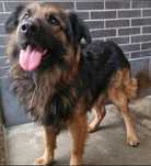 Pies Niger w typie owczarka niemieckiego do adopcji!