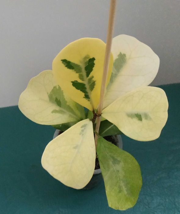 Продам фікус   Тріануляріс Коконат крем