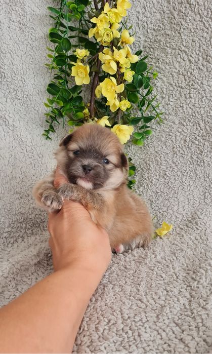 Exuberante Menina Lulu da Pomerânia mini de Qualidade