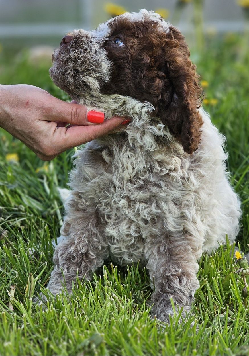 Lagotto romagnolo- piękny piesek