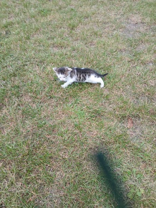 Małe kotki oddam w dobre ręce