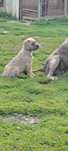 Suczka cane corso