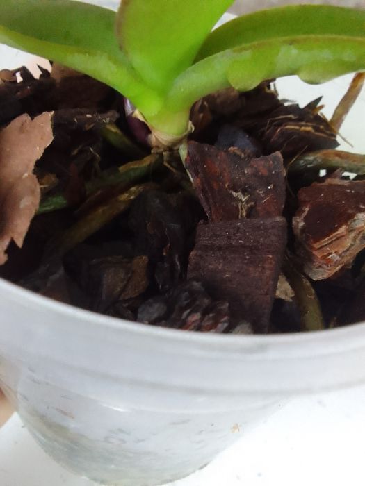 Орхидея из домашней коллекции.