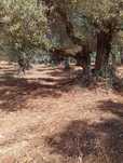 Terreno agrícola com 9040 metros quadrados