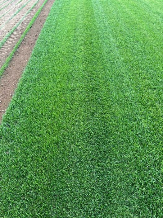 Trawa Z Rolki / PRODUCENT / Transport