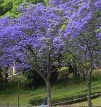 Jacarandas plantas