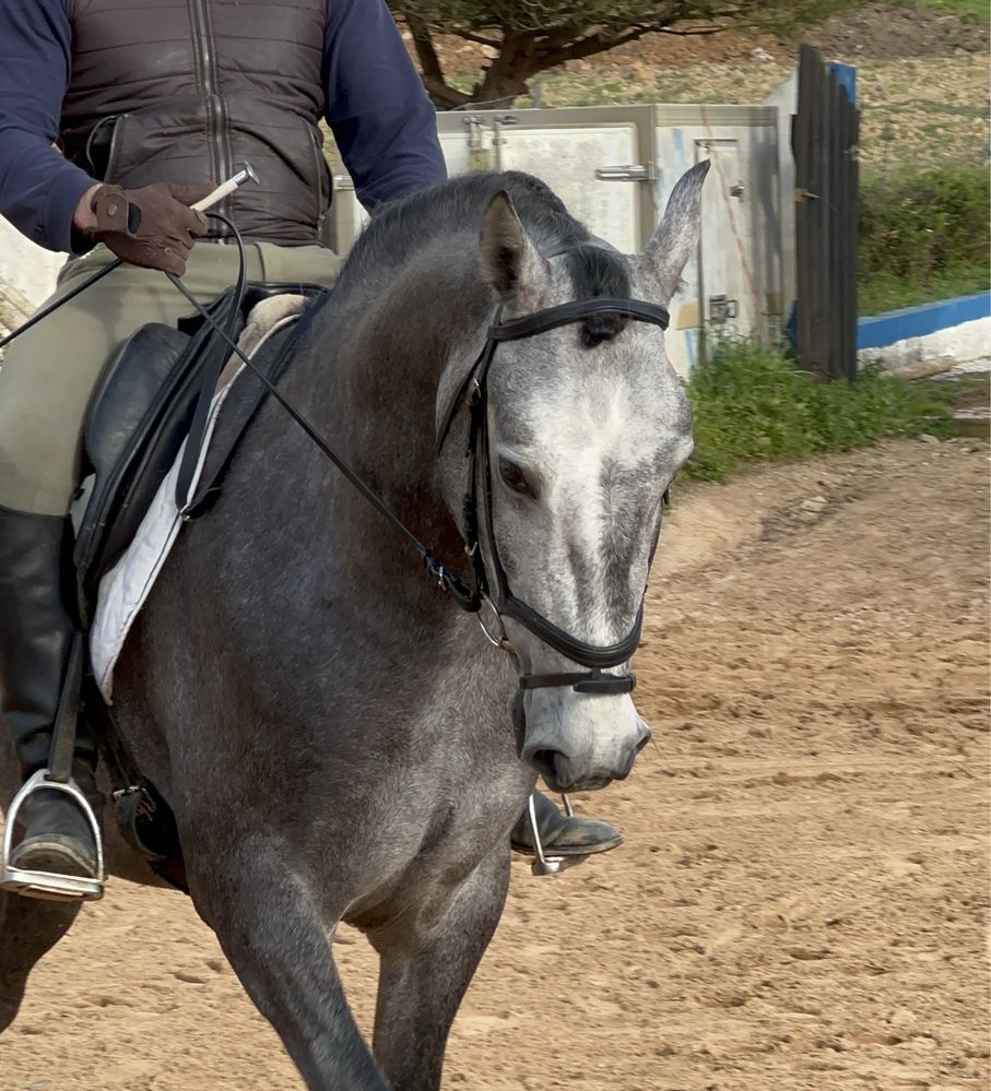 Cavalo Lusitano Puro, muito manso!  Neto do Forcado SS.