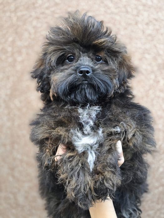 Shihpoo szczeniak z metryką piesek do odbioru