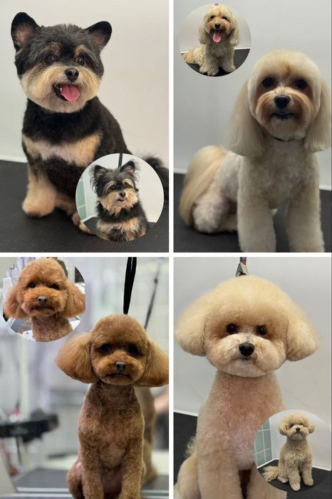 Грумінг, стрижка собак та котів грумер Ірина Київ Троєщина Троещина