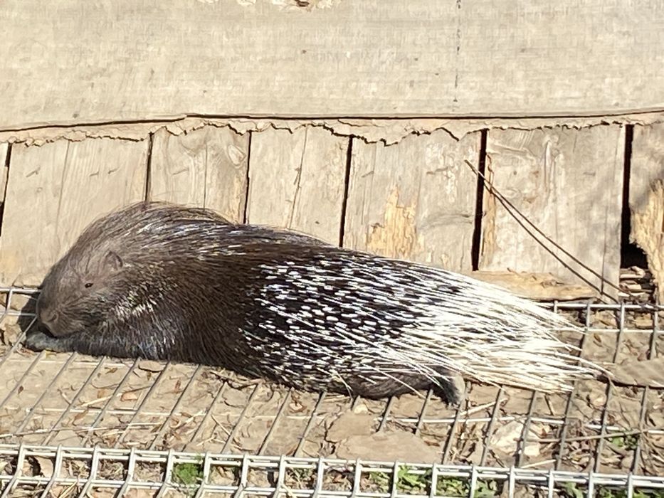 Jeżozwierz jeżozwierze mini zoo, para i samice